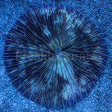 Load image into Gallery viewer, Fungia sp. “Leopard Snow” - freakincorals.com