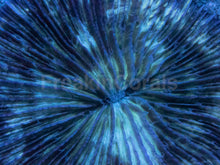 Load image into Gallery viewer, Fungia sp. “Leopard Snow” - freakincorals.com