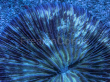 Load image into Gallery viewer, Fungia sp. “Leopard Snow” - freakincorals.com