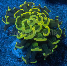 Carregar imagem no visualizador da galeria, Euphyllia ancora “Toxic Graft” – Cut-to-Order Frags - freakincorals.com