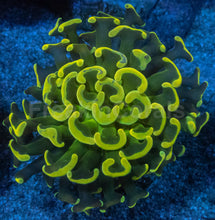 Carregar imagem no visualizador da galeria, Euphyllia ancora “Toxic Graft” – Cut-to-Order Frags - freakincorals.com