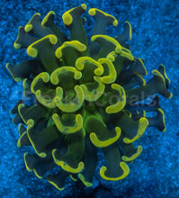 Carregar imagem no visualizador da galeria, Euphyllia ancora “Toxic Graft” – Cut-to-Order Frags - freakincorals.com