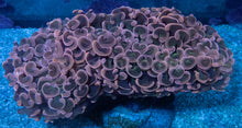 Carregar imagem no visualizador da galeria, Euphyllia ancora “Bronze Glow” – XL Colony - freakincorals.com