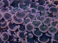 Carregar imagem no visualizador da galeria, Euphyllia ancora “Bronze Glow” – XL Colony - freakincorals.com