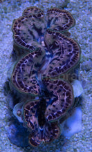 Load image into Gallery viewer, Tridacna maxima – Aquacultured Clam - freakincorals.com
