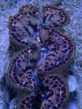 Load image into Gallery viewer, Tridacna maxima – Aquacultured Clam - freakincorals.com