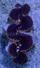 Load image into Gallery viewer, Tridacna maxima – Aquacultured Clam - freakincorals.com