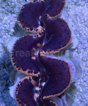 Load image into Gallery viewer, Tridacna maxima – Aquacultured Clam - freakincorals.com