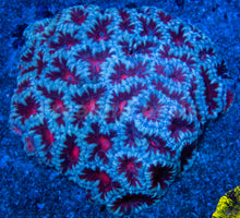 Load image into Gallery viewer, FK Blood Mouth Snow Acanthastrea Australia (Cut-To-Order)