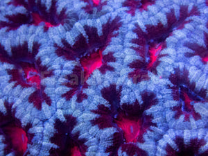 FK Blood Mouth Snow Acanthastrea Australia (Cut-To-Order)