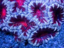 Load image into Gallery viewer, FK Blood Mouth Snow Acanthastrea Australia (Cut-To-Order)