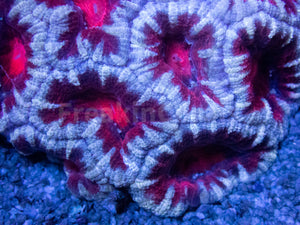 FK Blood Mouth Snow Acanthastrea Australia (Cut-To-Order)