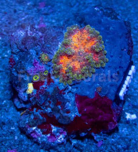 FK Rainbow Ultron Ricordea Yuma (1 Big polyp + 4 Babies - Colector Coral)
