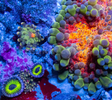 Carregar imagem no visualizador da galeria, FK Rainbow Ultron Ricordea Yuma (1 Big polyp + 4 Babies - Colector Coral)