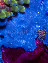Carregar imagem no visualizador da galeria, FK Rainbow Ultron Ricordea Yuma (1 Big polyp + 4 Babies - Colector Coral)