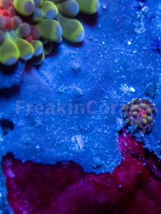FK Rainbow Ultron Ricordea Yuma (1 Big polyp + 4 Babies - Colector Coral)