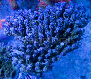 FK Blue Tip Green Center Tenuis Acropora (Ultra Coral Colony - Cut-to-Order)