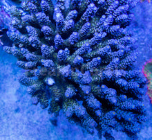 Carregar imagem no visualizador da galeria, FK Blue Tip Green Center Tenuis Acropora (Ultra Coral Colony - Cut-to-Order)