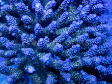 Load image into Gallery viewer, FK Blue Tip Green Center Tenuis Acropora (Ultra Coral Colony - Cut-to-Order)