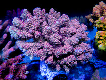 Load image into Gallery viewer, FK Pikachu Acropora (Cut-To-Order)