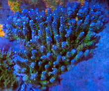 Load image into Gallery viewer, FK Blue Tip Green Center Tenuis Acropora (Ultra Coral Colony - Cut-to-Order)