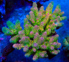 Load image into Gallery viewer, FK Pink &amp; Green Foil Millepora (Ultra Color - Cut-To-Order)