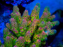 Load image into Gallery viewer, FK Pink &amp; Green Foil Millepora (Ultra Color - Cut-To-Order)