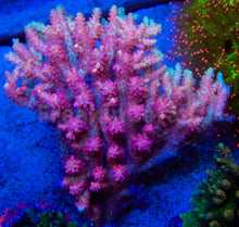 Load image into Gallery viewer, FK Shotcake Aussie Acropora (Wild Australia Coral)