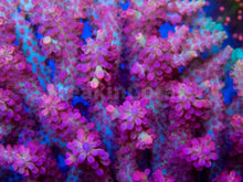 Load image into Gallery viewer, FK Shotcake Aussie Acropora (Wild Australia Coral)