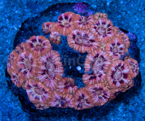 FK Desert Storm Acanthastrea Indonesia (Very Rare Color - Cut-to-Order)