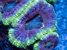 Load image into Gallery viewer, FK Purple Hologram Acanthastrea Indonesia (Very Rare Color - Cut-to-Order)