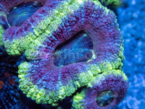 FK Purple Hologram Acanthastrea Indonesia (Very Rare Color - Cut-to-Order)
