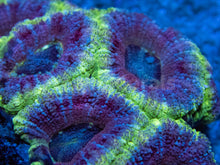 Load image into Gallery viewer, FK Purple Hologram Acanthastrea Indonesia (Very Rare Color - Cut-to-Order)