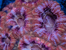 Load image into Gallery viewer, FK Desert Storm Acanthastrea Indonesia (Very Rare Color - Cut-to-Order)