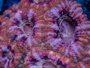 FK Desert Storm Acanthastrea Indonesia (Very Rare Color - Cut-to-Order)