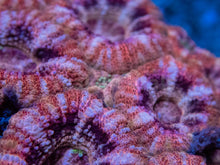 Load image into Gallery viewer, FK Desert Storm Acanthastrea Indonesia (Very Rare Color - Cut-to-Order)