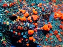 Carregar imagem no visualizador da galeria, FK Sunkist Bounce Mushroom Orange Squirt (New Signature Mushroom Color - Cut to Order))