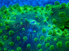 Carregar imagem no visualizador da galeria, FK Toxic Green Mucoides (XL Size, Can grow up to 20 cm diameter)