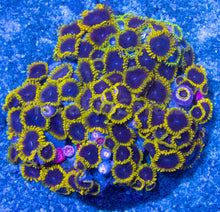 Load image into Gallery viewer, FK Mud Puddle Zoanthus (Signature Zoanthid)