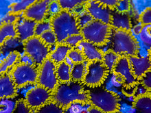 Load image into Gallery viewer, FK Mud Puddle Zoanthus (Signature Zoanthid)