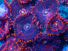 Load image into Gallery viewer, FK Darth Mauls Zoanthus (Signature Zoanthid - Cut to Order)