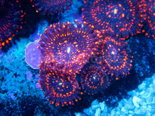 Load image into Gallery viewer, FK Darth Mauls Zoanthus (Signature Zoanthid - Cut to Order)