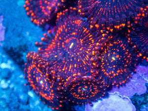 FK Darth Mauls Zoanthus (Signature Zoanthid - Cut to Order)