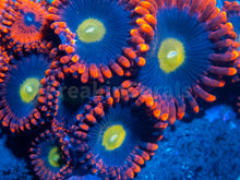Load image into Gallery viewer, FK  Zoanthus (Signature Zoanthid - Cut to Order)