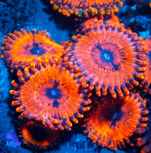 Load image into Gallery viewer, FK  Zoanthus (Signature Zoanthid - Cut to Order)