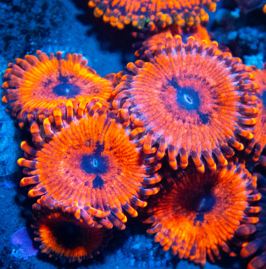 FK  Zoanthus (Signature Zoanthid - Cut to Order)