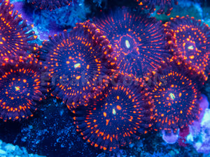 FK Darth Mauls Zoanthus (Signature Zoanthid - Cut to Order)