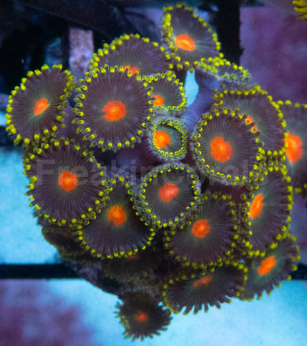 Orange Dot Green Zoanthus (Zoanthus spp. – Vibrant Dual-Tone Polyps)