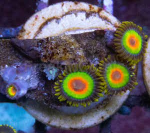 Rasta Zoanthus (Zoanthus spp. – Fiery &amp; Vibrant Polyps)