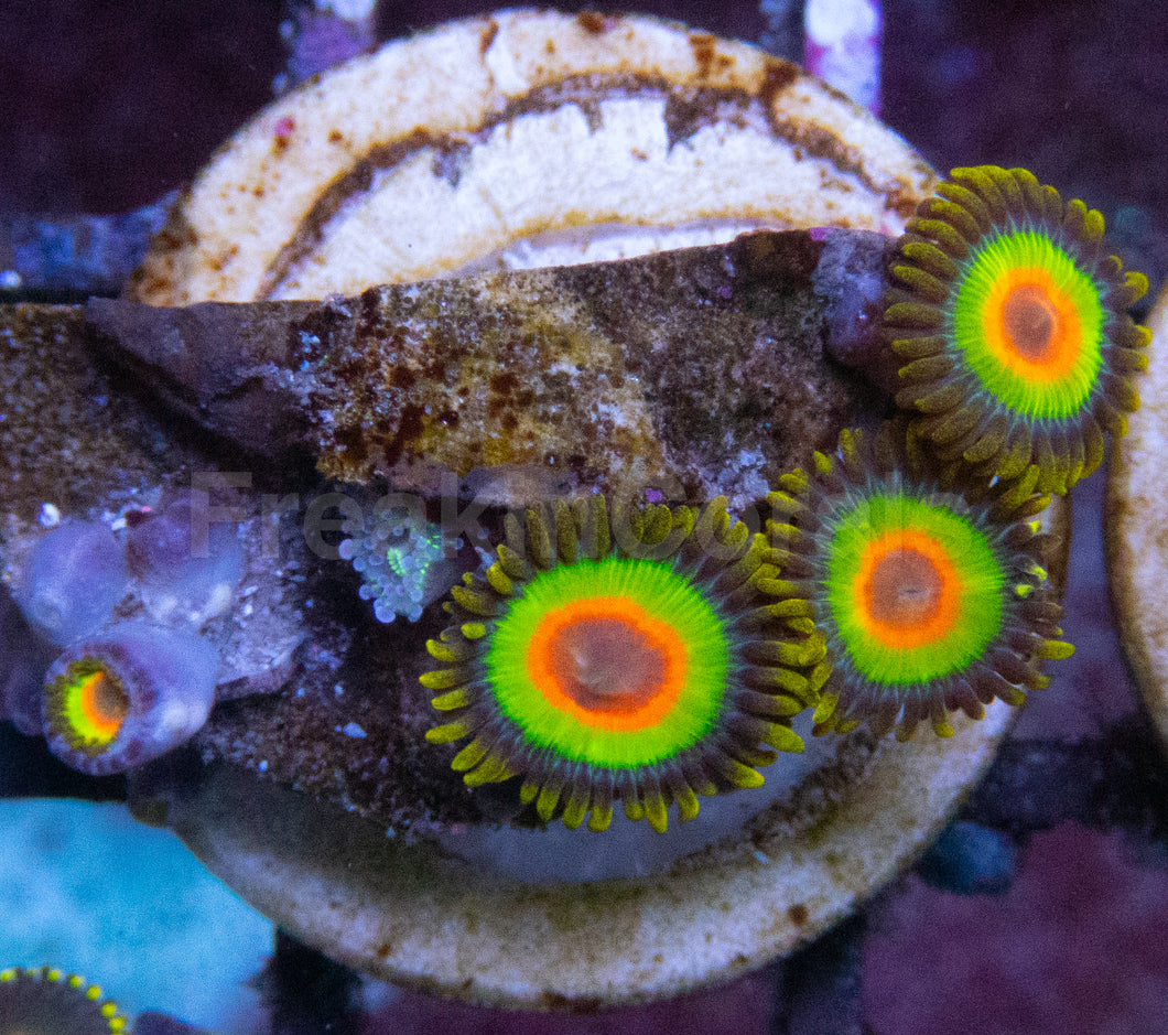 Rasta Zoanthus (Zoanthus spp. – Fiery & Vibrant Polyps)